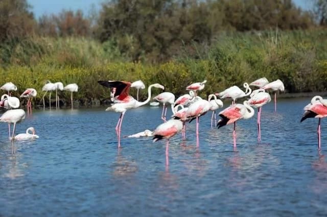Genießen Sie die Sümpfe und rosa Flamingos der Provence