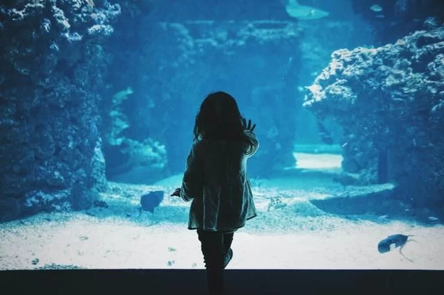 Foto: Caroline Hernandez / unsplash Aquarium