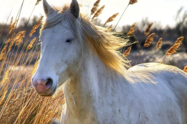 Foto: Wolfgang Staudt / flickr Camargue horse