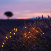 artur-aldyrkhanov-KR0Dvou4qdw-unsplash Provence