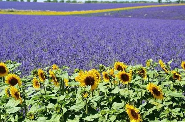 Foto: Netzguru / Pixabay Lavendelfelder