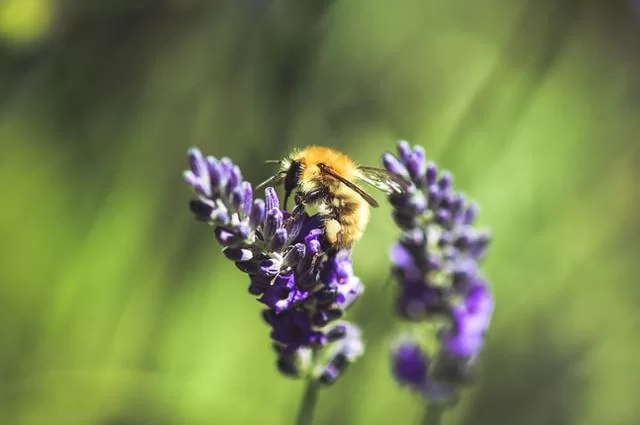 Foto: Loïc Mermilliod / Unsplash Lavendel