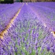 lavender-flowers-1595487_1280 Lavendelfelder