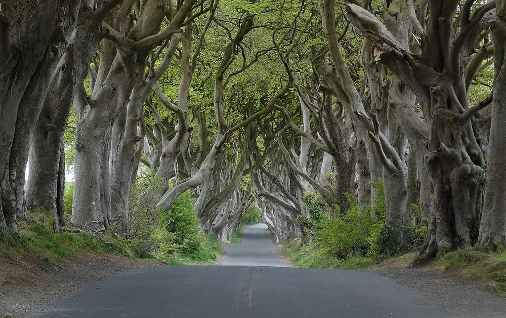 The Kingsroad — Dark Hedges