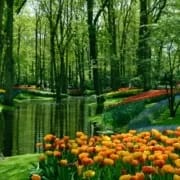 Keukenhof