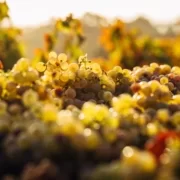 Wein