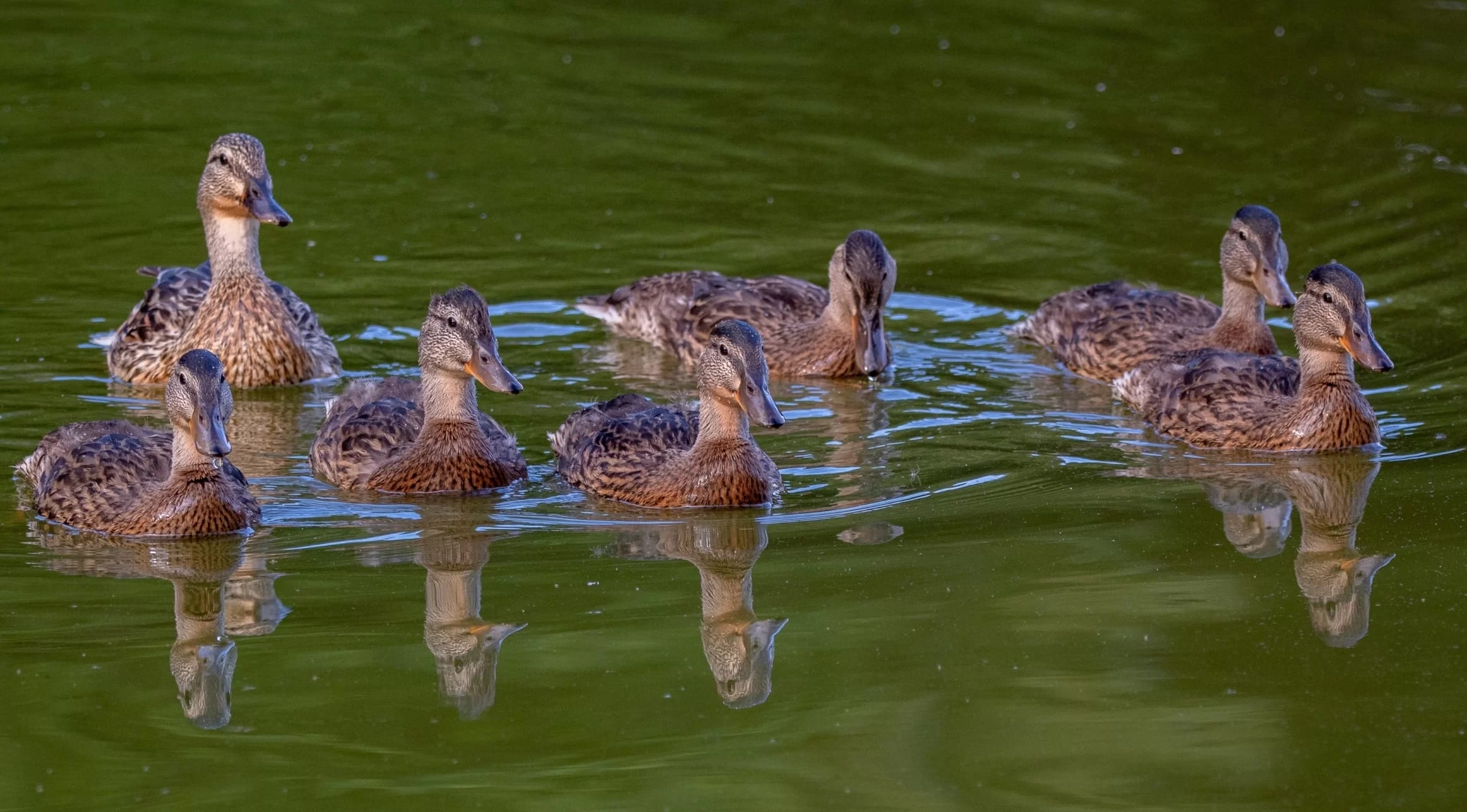 Die 10 besten Hotels in der Nähe von Paris Disneyland