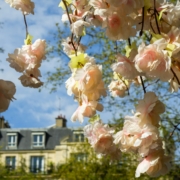 Blühende Bäume in Paris im April