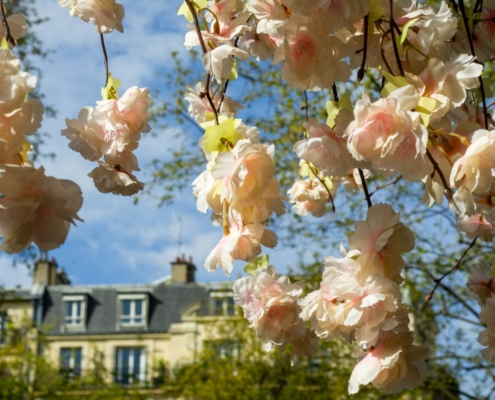 Blühende Bäume in Paris im April