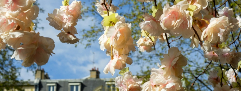 Blühende Bäume in Paris im April