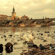 Karlsbrücke in Prag