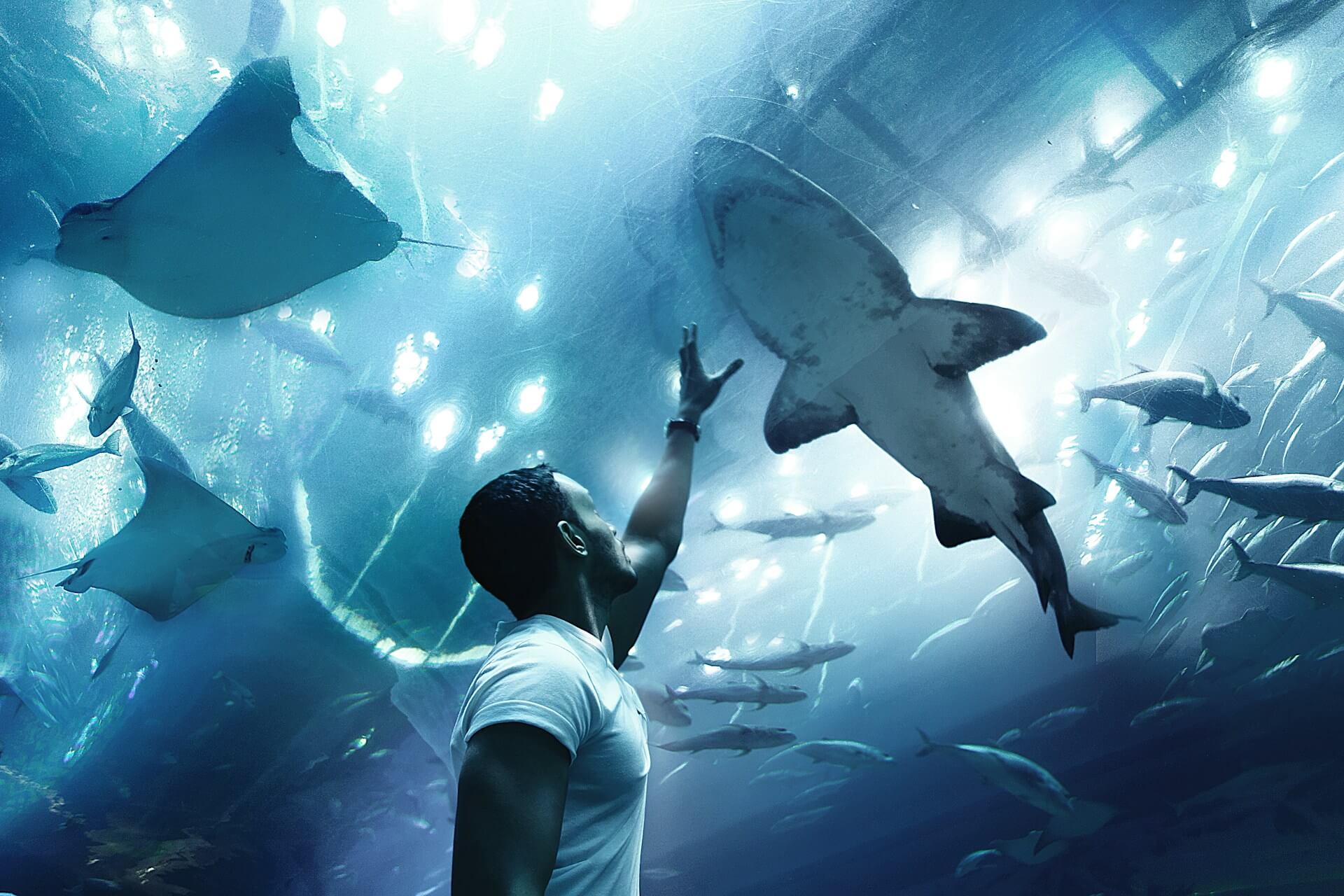 Dubai Aquarium und Unterwasserzoo